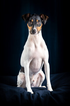 Sitting dog straight ahead, full body, with eye contact on a blue background