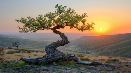 Obraz premium A gnarled apple tree, barely six feet tall but with incredibly thick trunk and branches heavy with fruit, standing resilient against strong winds in an open field at sunset