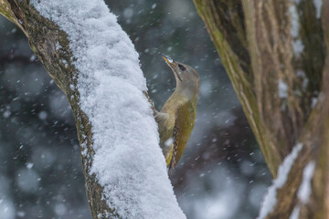 Green woodpecker clinging to snowy tree during winter storm, Poland.