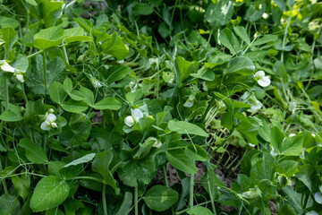 Green pea plant with leaves and white blossoms