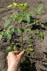 Hand holding a young tomato seedling