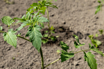 Young tomato plants just planted in the garden
