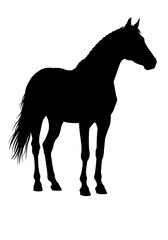 Obraz premium Midnight Equine Silhouette