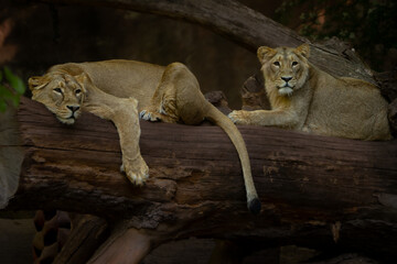portrait of two female lions
