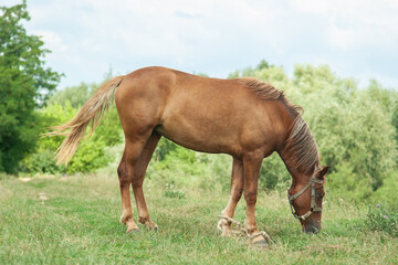 A horse grazes in a sunny meadow