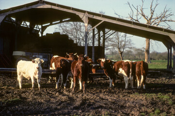 Vaches à la ferme