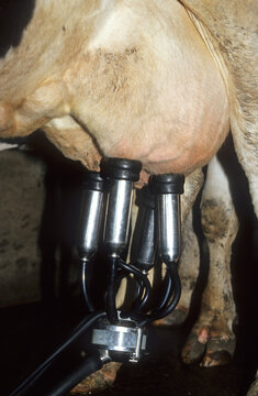 Fermier, traite des vaches