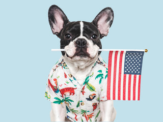 Cute puppy, bright shirt and American Flag. Close up, indoors. Studio shot. Congratulations for...