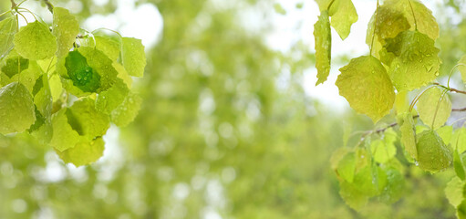 landscape with green foliage on branches aspen tree, rainy day weather. beautiful freshness nature background. young gentle leaves with rainy drops close up.