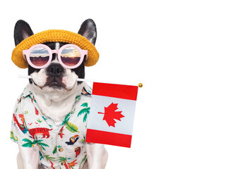 Cute puppy, sun hat, sunglasses and Canadian Flag. Closeup, indoors. Studio shot. Congratulations for family, loved ones, relatives, friends and colleagues. Pets care concept