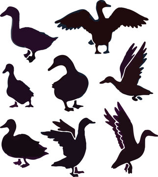 Duck vector imege,Nice duck, Black and white duck