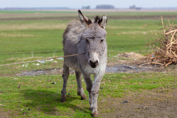 A grey donkey grazes in a farmer's pasture.