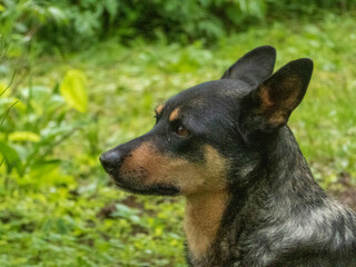 Alert Dog Profile in Greenery
