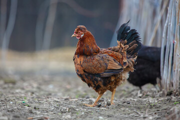 Two chickens are walking around a farmyard.