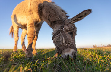 A grey donkey grazes against a green meadow and blue sky. Wide angle view.
