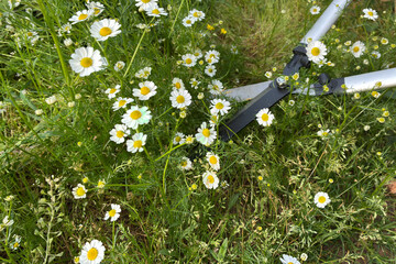Woman pruning wild chamomile flowers with garden shears in spring meadow. gardening, herbal...