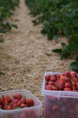 Collected baskets from the clubhouse in the beds. The beds with strawberries. 