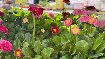 Vibrant pink daisies dance in verdant harmony, evoking Beltane's floral embrace and secret whispers of Persephone's springtime rebirth