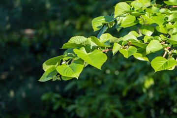 Bright green leaves on tree branch tilia caucasica, illuminated by sunlight, creating vibrant and fresh natural scene.