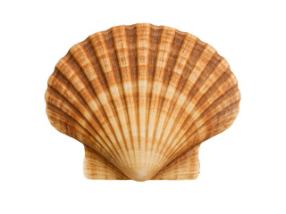 Beautiful brown scallop seashell isolated on transparent background, perfect for marine design, coastal decoration, tropical beach themes, ocean-inspired artwork and crafts. Ideal for digital design