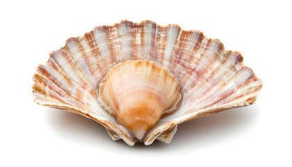 Fototapeta premium Fresh raw scallop in shell isolated on white, top view