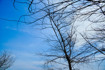 silhouette of a dry leafless tree branch in front of a clear sky background.