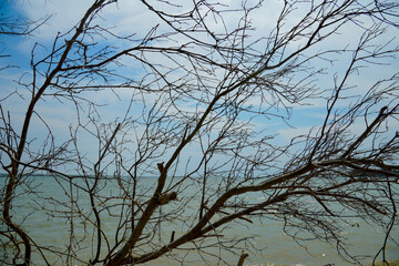 silhouette of a dry leafless tree branch in front of a sea background with a clear sky background.