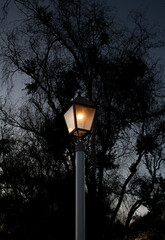Luz