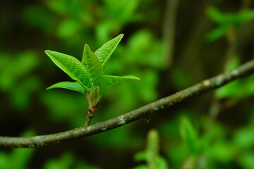 Close-up of fresh, green leaves in springtime. Seasonal growth and renewal. 