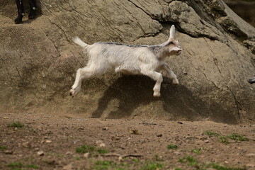 Lebensfreude. Kleine weiße Ziege springt frech vom Felsen