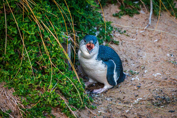 Wildlife: Little blue penguin in the wild on Phillip Island, Melbourne, Victoria, Australia  scientific name: edyptula minor, a marine neritic species of penguins © PhotoFires