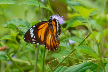 A striped tiger butterfly with distinctive orange and black wings is sucking nectar from a small purple flower amidst the lush foliage of the meadow.