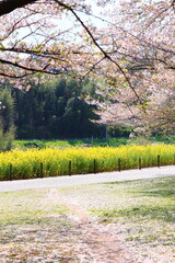 rape＆Cherry　blossom field
