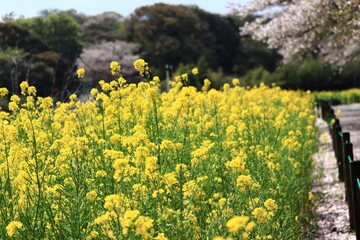 rape＆Cherry　blossom field