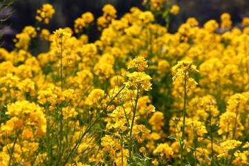 rape  blossom field
