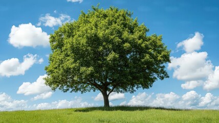 Fototapeta premium Isolated Green Tree on Lush Grass Under Clear Blue Sky with Fluffy Clouds in Tranquil Landscape