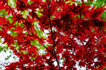 Beautiful red maple leaves in sunlight	