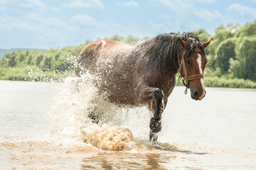 A horse refreshes itself in river water