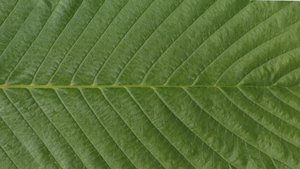 Green leaf texture for pattern and background.