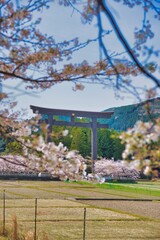 熊野本宮大社 大鳥居 桜