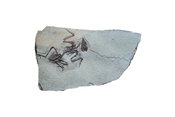 Liaoningornis fossil on a stone slab isolated on white background.    