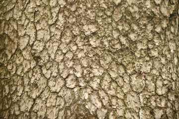 Texture or background of light colored natural wood texture, The surface of the tree trunk is thick with bark cracks.
