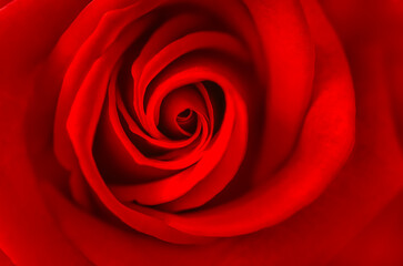 Close-up.A deep red rose in full bloom, captured close with blurred edges, radiates passion and elegance in a dreamy background.