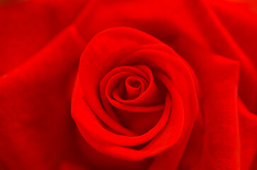 Close-up.This blooming red rose glows with intensity, its soft blurred edges adding depth and romance to the scene.