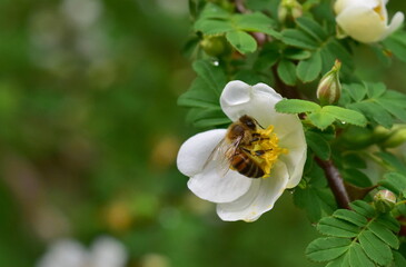 Biene in einer Buschrose