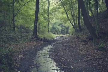 A narrow, damp forest path