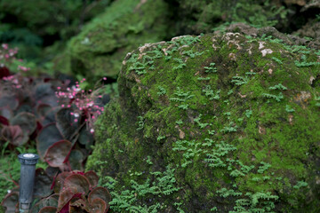 Beautiful nature green moss background on rocks