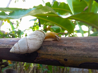 Obraz premium snail on a bamboo. Beautiful little snail walking on bamboo in the morning. white and orange snails. Bottom view