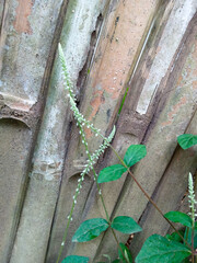 achyranthes aspera near bamboo fence. tropical plants. beautiful small white flowers on bamboo fence. Vertical photo