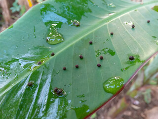 rain drops on a leaf. Caterpillar droppings on banana leaves in the morning with dew. Caterpillar poop